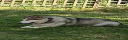 Alaskan Malamute dogs for sale: Female alaskan malamute  in Derby - Advert 1