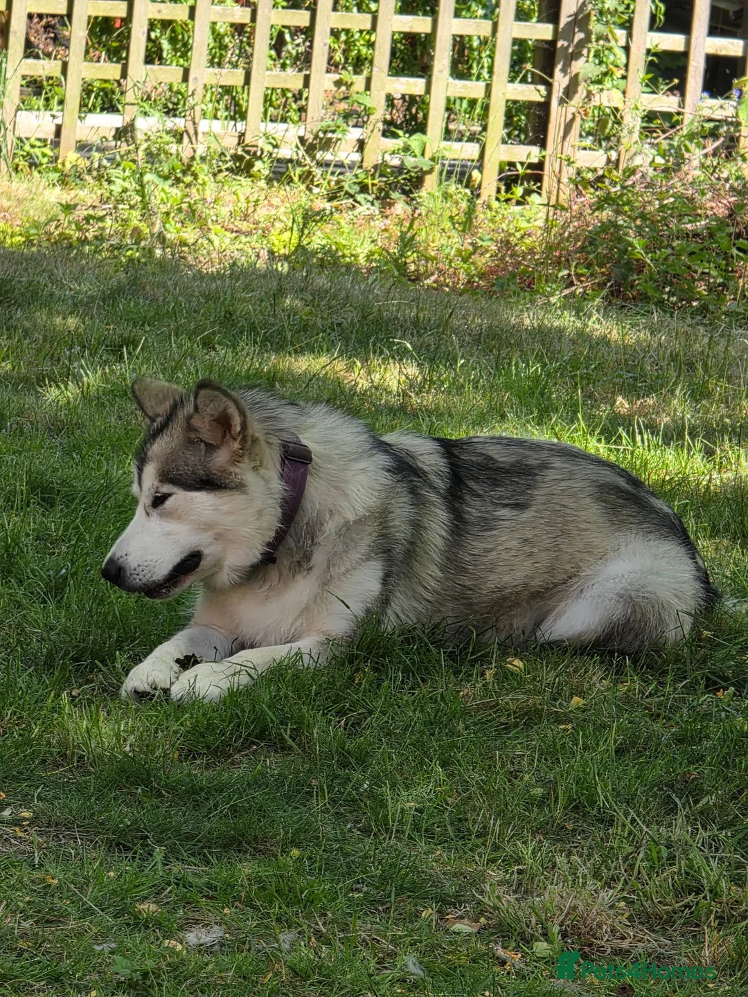 Alaskan Malamute dogs for sale: Female alaskan malamute  in Derby - Advert 1
