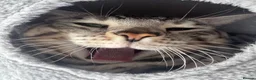 Bengal cats for stud: Juicy Jax for stud  - Advert 10