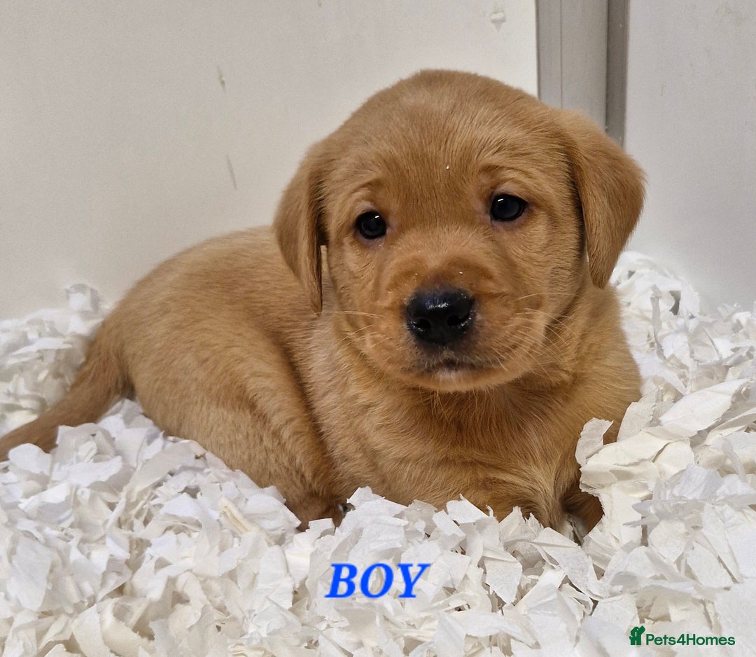 Labrador Retriever dogs for sale: Kc Fox Red Lab Pups From Health Tested Parents  - Advert 2