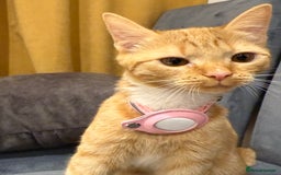 Mixed Breed cats for sale: Ginger cat/ 7 months old  - Image 2