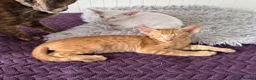 Oriental cats for sale: Beautiful oriental kittens  - Advert 4