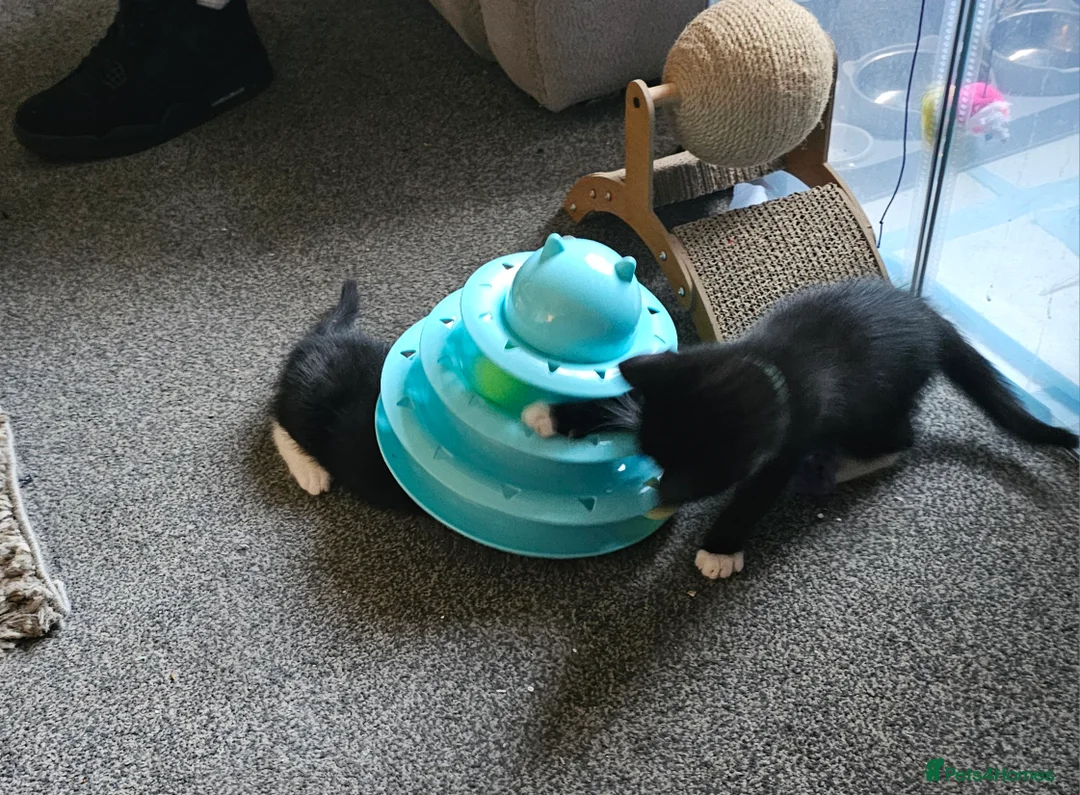 Mixed Breed cats for sale: Beautiful kitten ready now - Advert 5