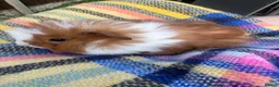 Guinea Pig rodents for sale: Baby guinea pigs  in Knaresborough - Advert 5