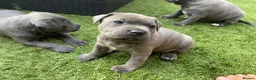 Staffordshire Bull Terrier dogs for sale: Staffordshire bull terrier puppies boy/girl  - Advert 7