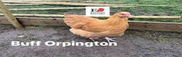 Chickens poultry for sale: Pure breed Chickens - Advert 5