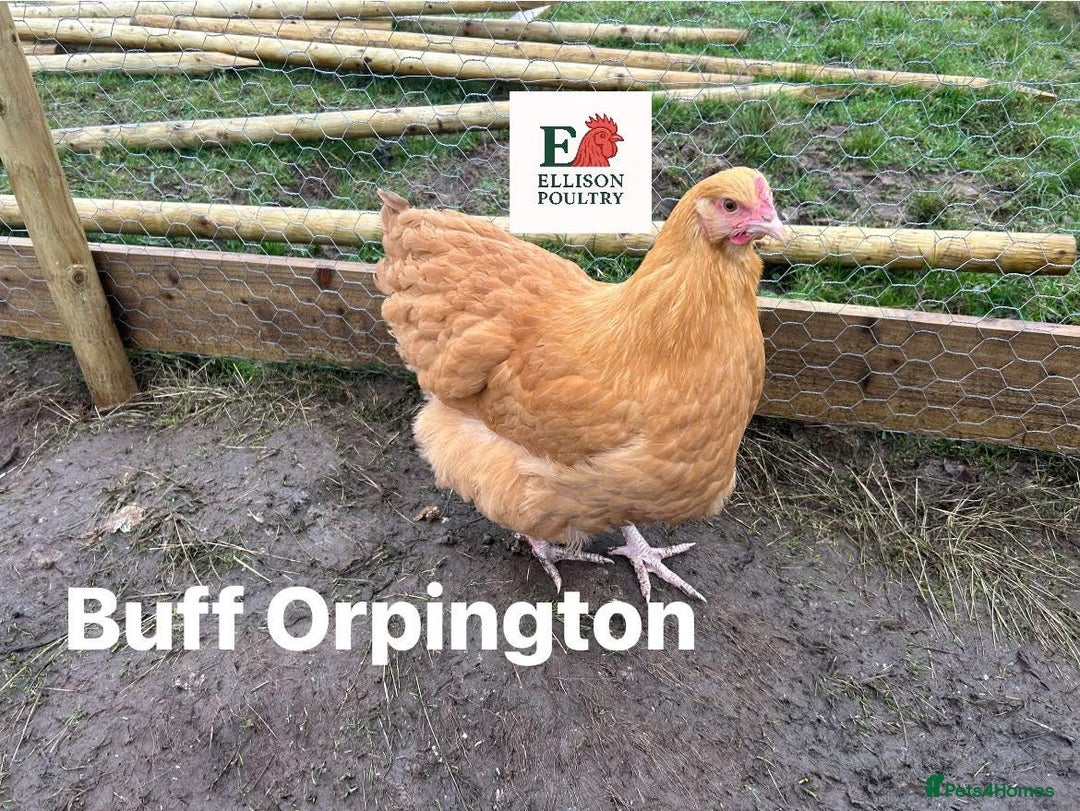 Chickens poultry for sale: Pure breed Chickens - Advert 5