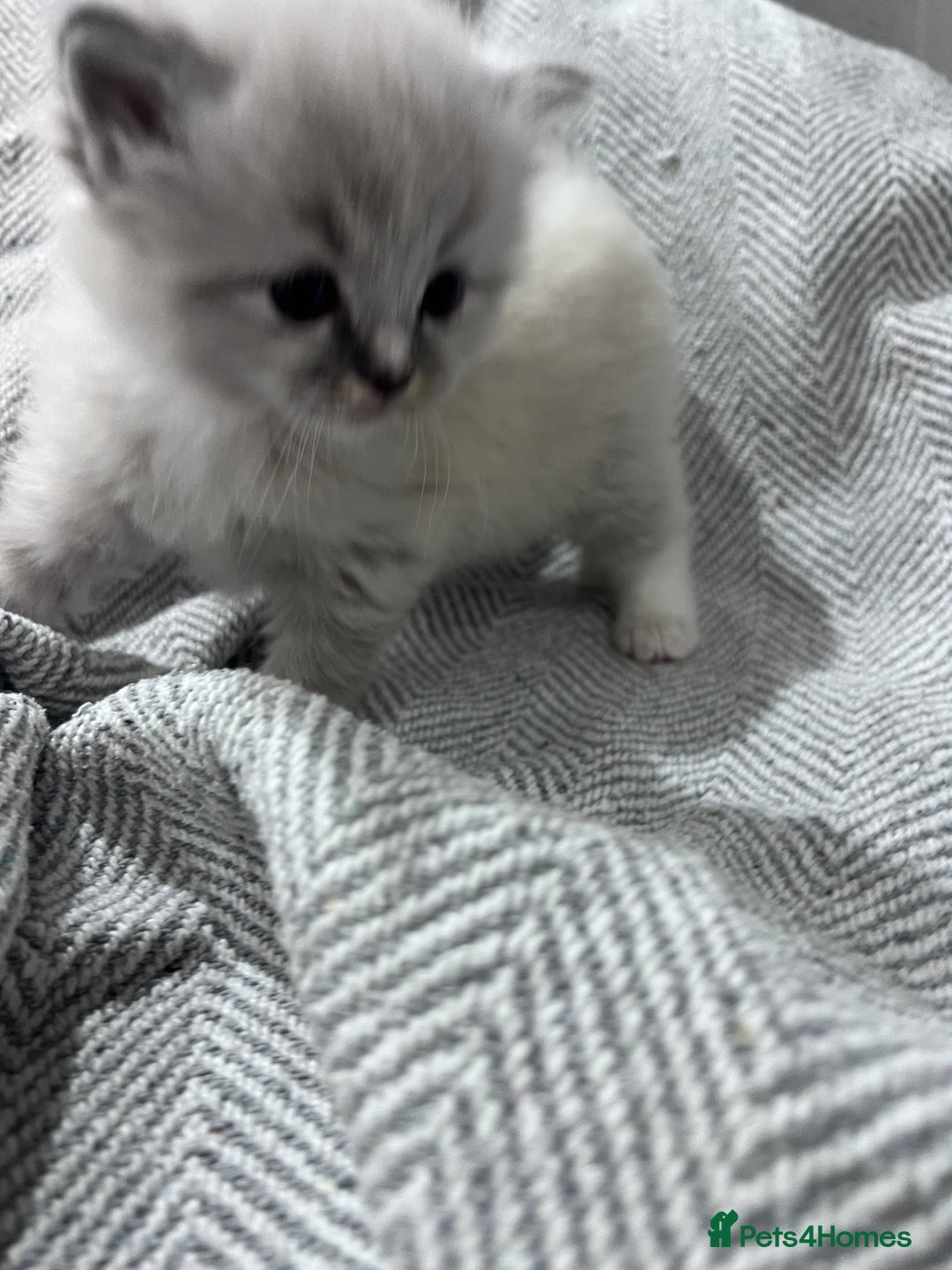 Ragdoll cats for sale: Adorable Ragdoll kittens  - Advert 12