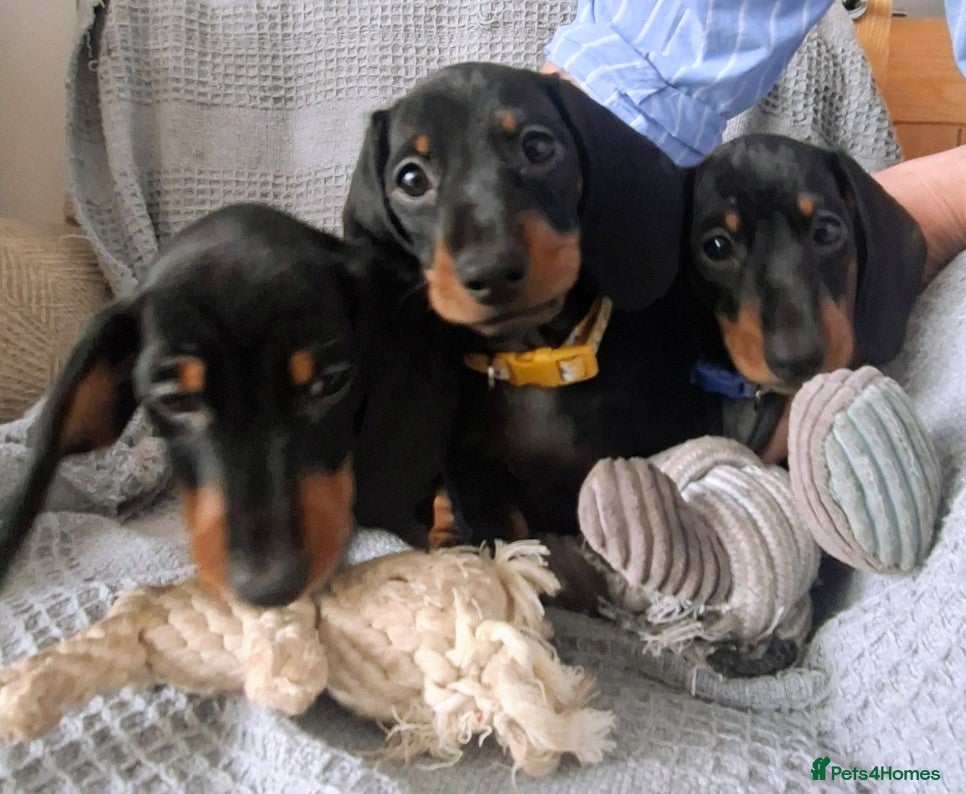 Dachshund dogs Miniature smooth haired Dachshunds - Advert 8