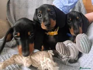 Dachshund dogs Miniature smooth haired Dachshunds - Advert 8