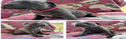 Staffordshire Bull Terrier dogs for sale: Our little rainbow litter has arrived! with joy/ki in Aylesbury - Advert 4