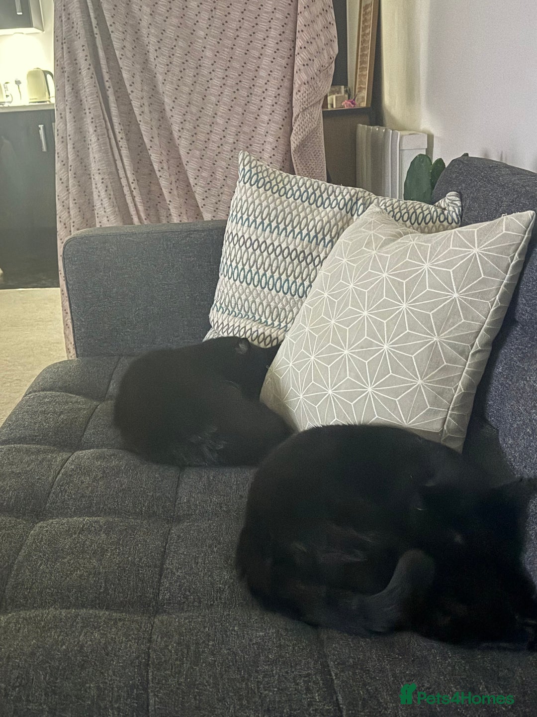 Mixed Breed cats for sale: Luna&tilly - Advert 2