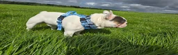 French Bulldog dogs for sale: Sad sale  - Advert 5