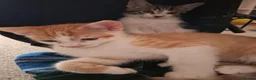 Mixed Breed cats for sale: Two 10 Weeks old Boy kittens  in Colchester - Advert 7