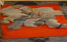 French Bulldog dogs for sale: KC Registered French Bulldog Puppies - Image 1