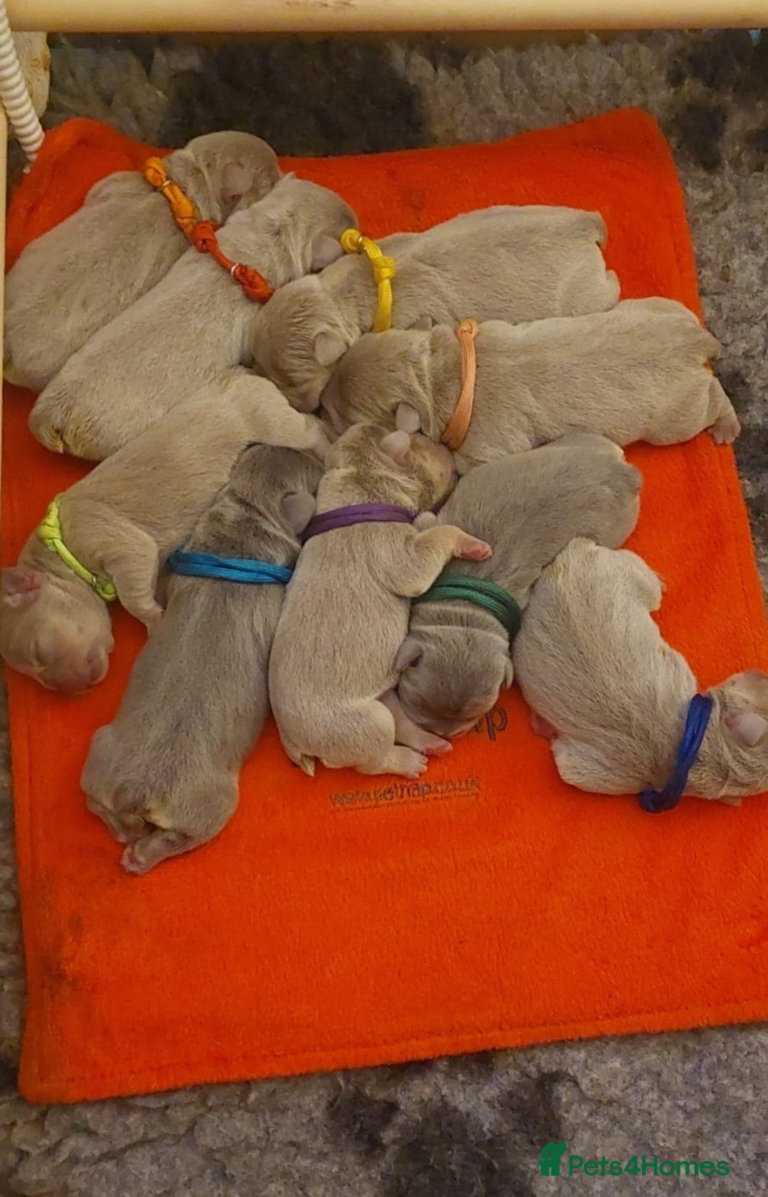 French Bulldog dogs for sale: KC Registered French Bulldog Puppies - Image 1