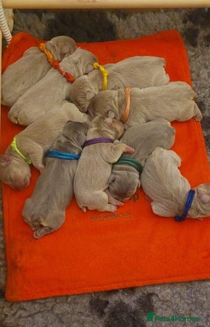 French Bulldog dogs - Advert 1