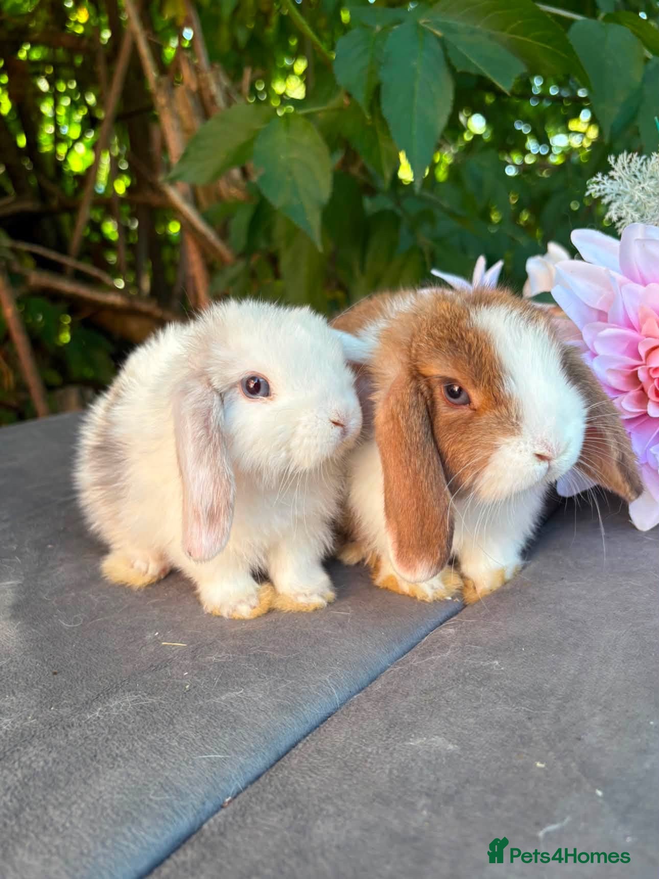 Mini Lop rabbits for sale: Two Beautiful Girls Looking for Their Forever Home - Advert 3