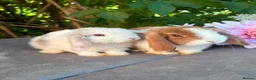 Mini Lop rabbits for sale: Two Beautiful Girls Looking for Their Forever Home - Advert 1