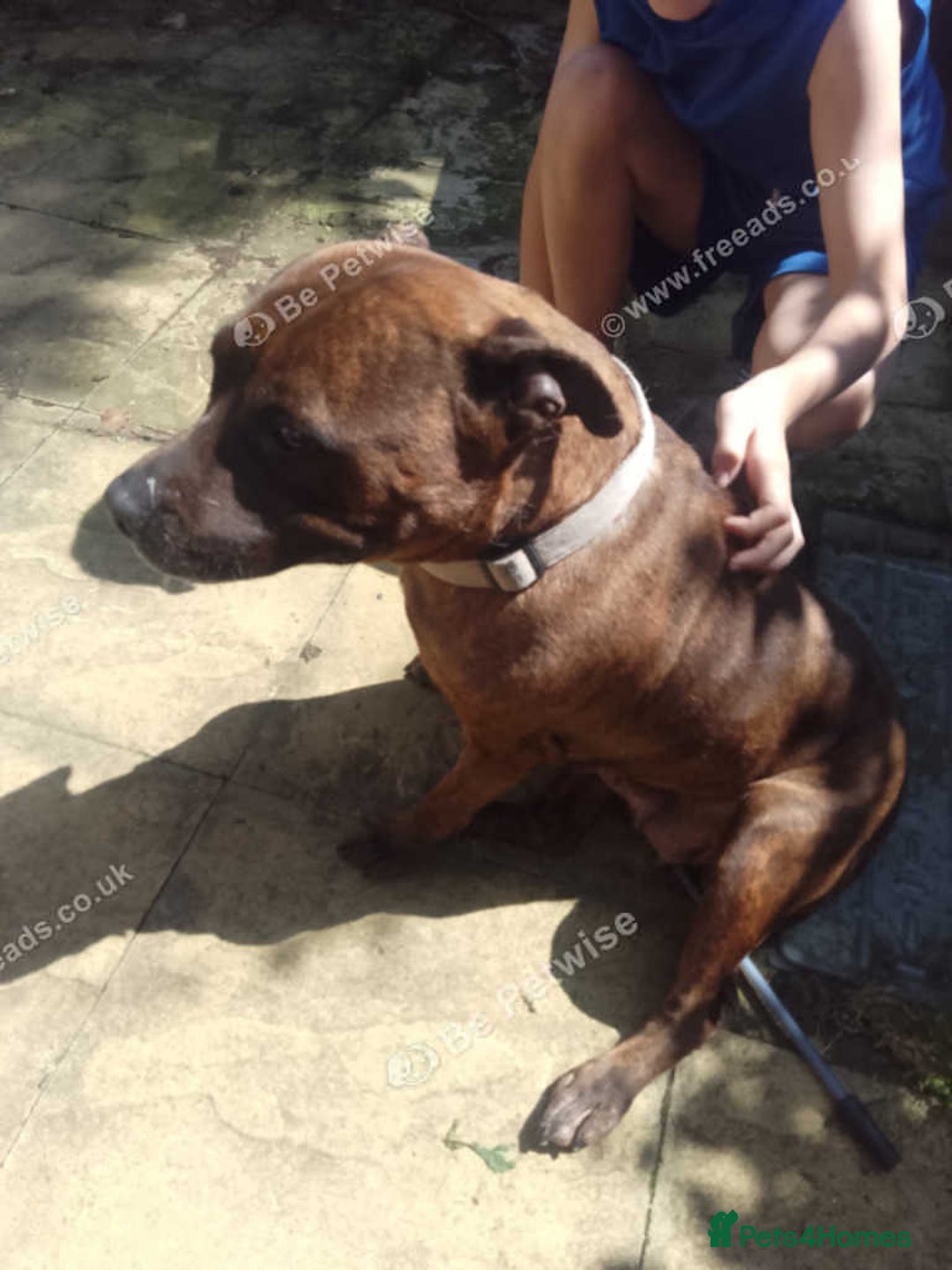 Staffordshire Bull Terrier dogs for sale: 2 older staffies to rehome - Image 3