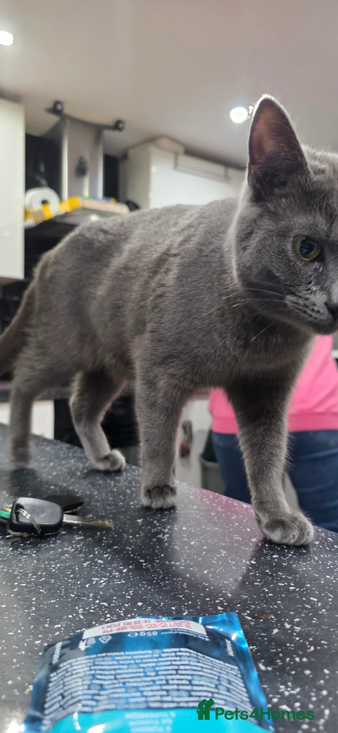 Mixed Breed cats for sale: 2 beautiful kittens for sale - Advert 7