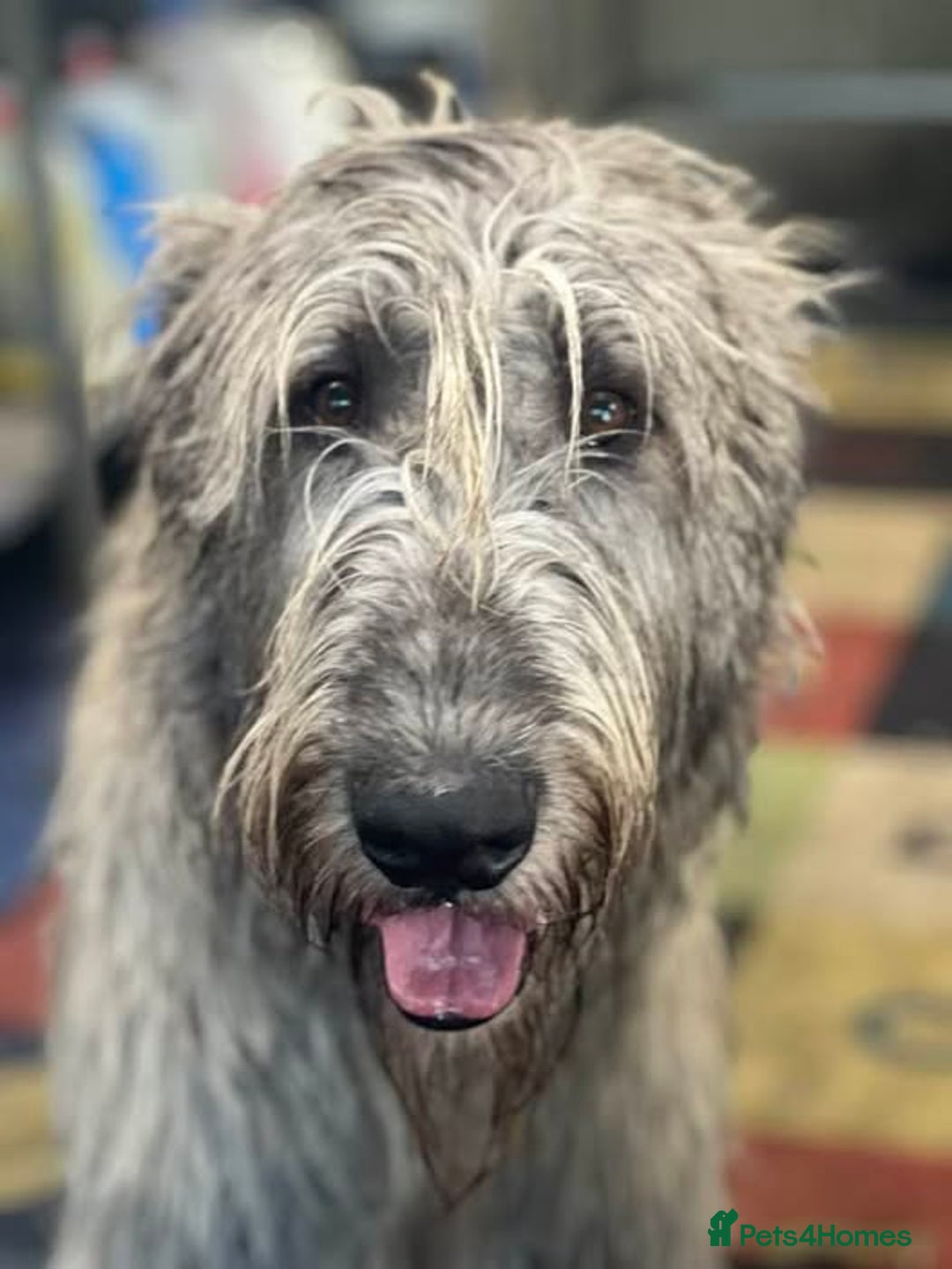 Irish Wolfhound dogs for sale: KC REGISTERED FEMALE IWH PUPPIES - Image 10