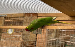 Mixed Breed birds for sale: Gorgeous baby Kakariki’s  - Image 7