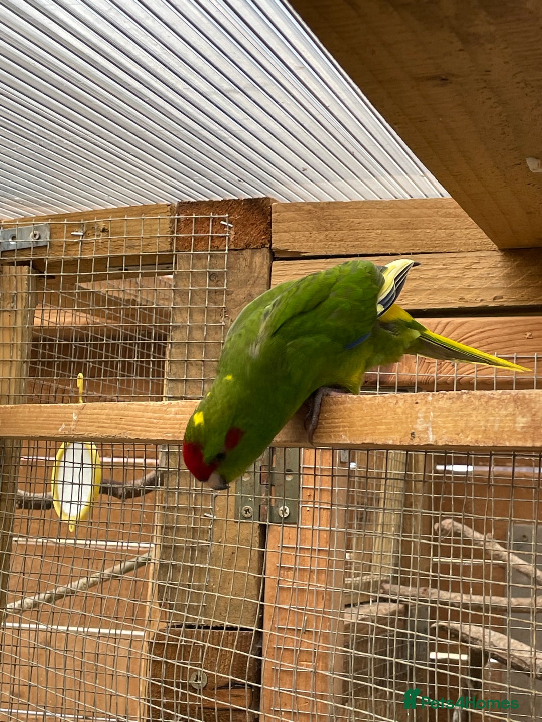Mixed Breed birds for sale: Gorgeous baby Kakariki’s  - Image 7