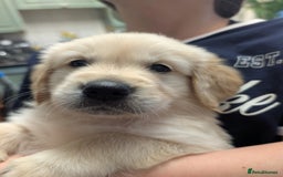 Golden Retriever dogs for sale:  KC Registered Golden Retriever Puppies.  - Image 25