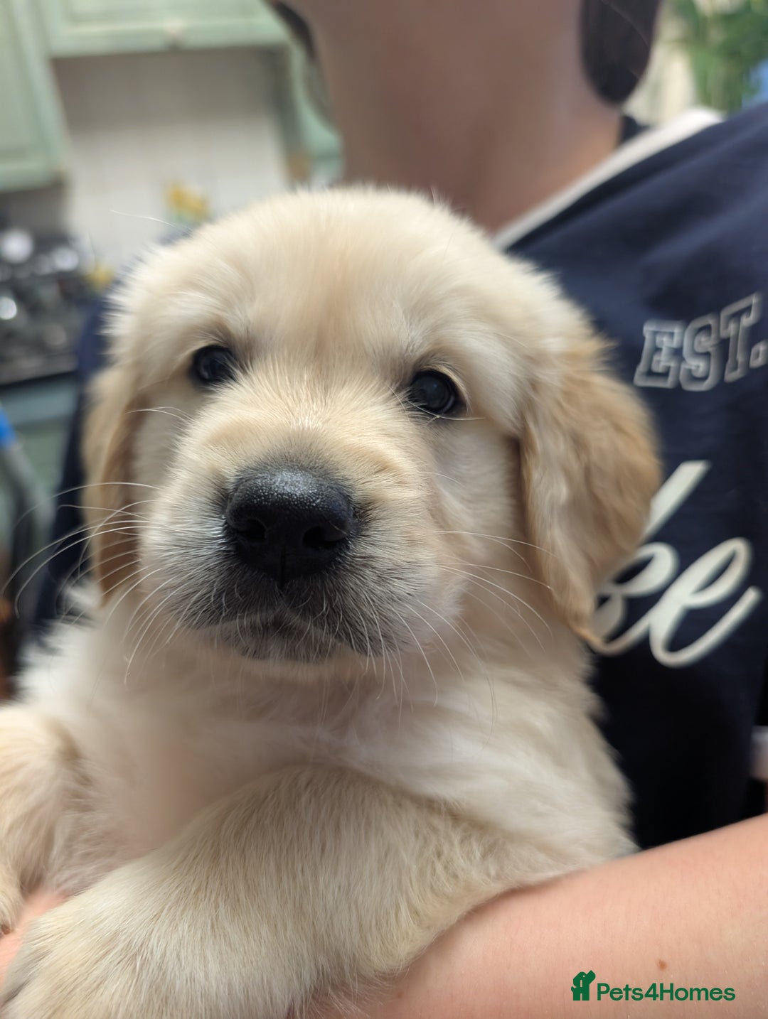 Golden Retriever dogs for sale:  KC Registered Golden Retriever Puppies.  - Image 25
