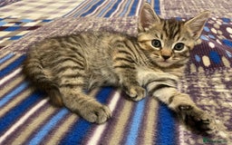 Turkish Angora cats for sale: Stunning Turkish Angora Kittens – Ready Now! 🐾 - Image 4