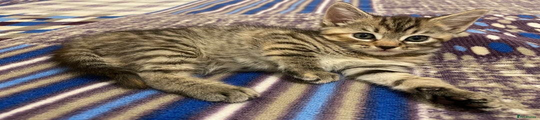 Turkish Angora Tabby girl
