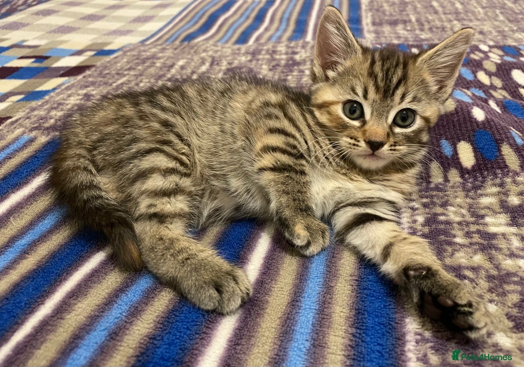 Turkish Angora cats for sale: Stunning Turkish Angora Kittens – Ready Now! 🐾 - Image 4
