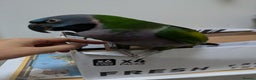 Parakeets birds for sale: Chinese Parakeet Derbyan Parakeet friendly - Advert 14