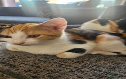 Mixed Breed cats for sale: 2 female kittens for sale  - Image 1