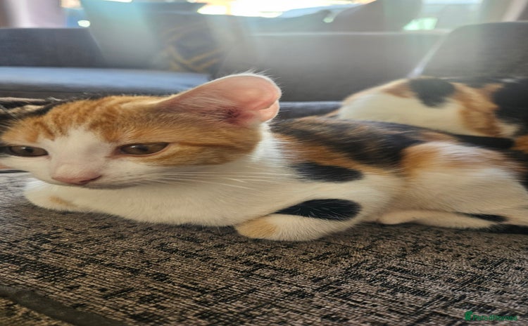 Mixed Breed cats - Advert 11