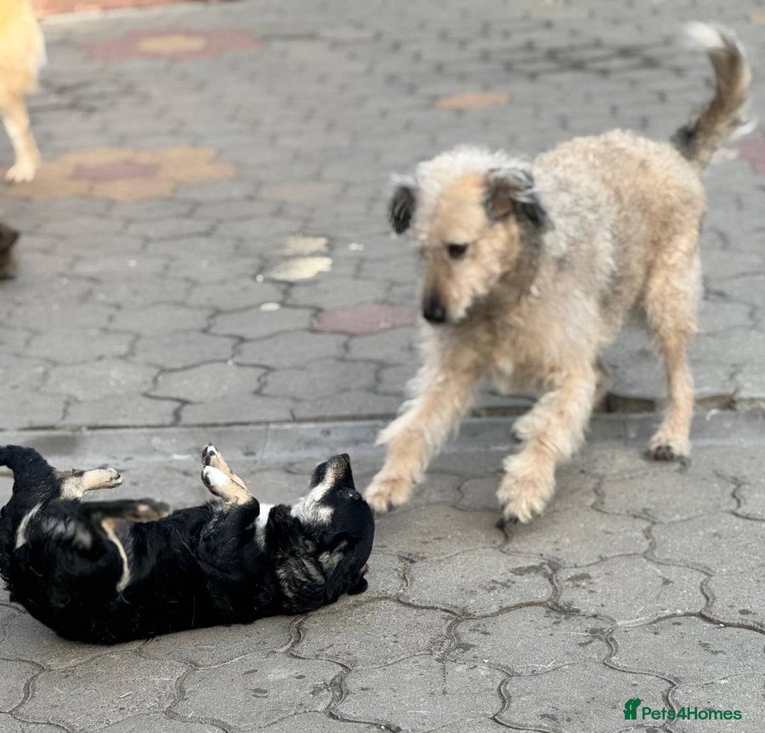 Mixed Breed dogs for adoption: OBI - a Lovely little young boy for a Loving Home - Advert 24