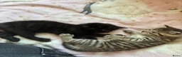 Mixed Breed cats for sale: 4 beautiful kittens  in Godalming - Advert 4