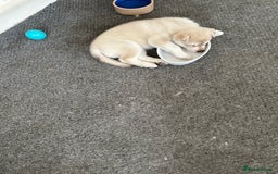 Siberian Husky dogs for sale: Husky Puppies  - Image 10