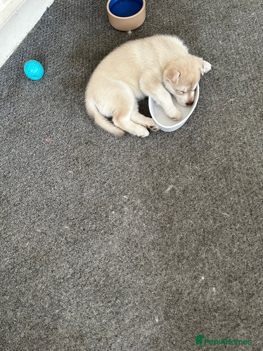 Siberian Husky dogs for sale: Husky Puppies  - Image 10