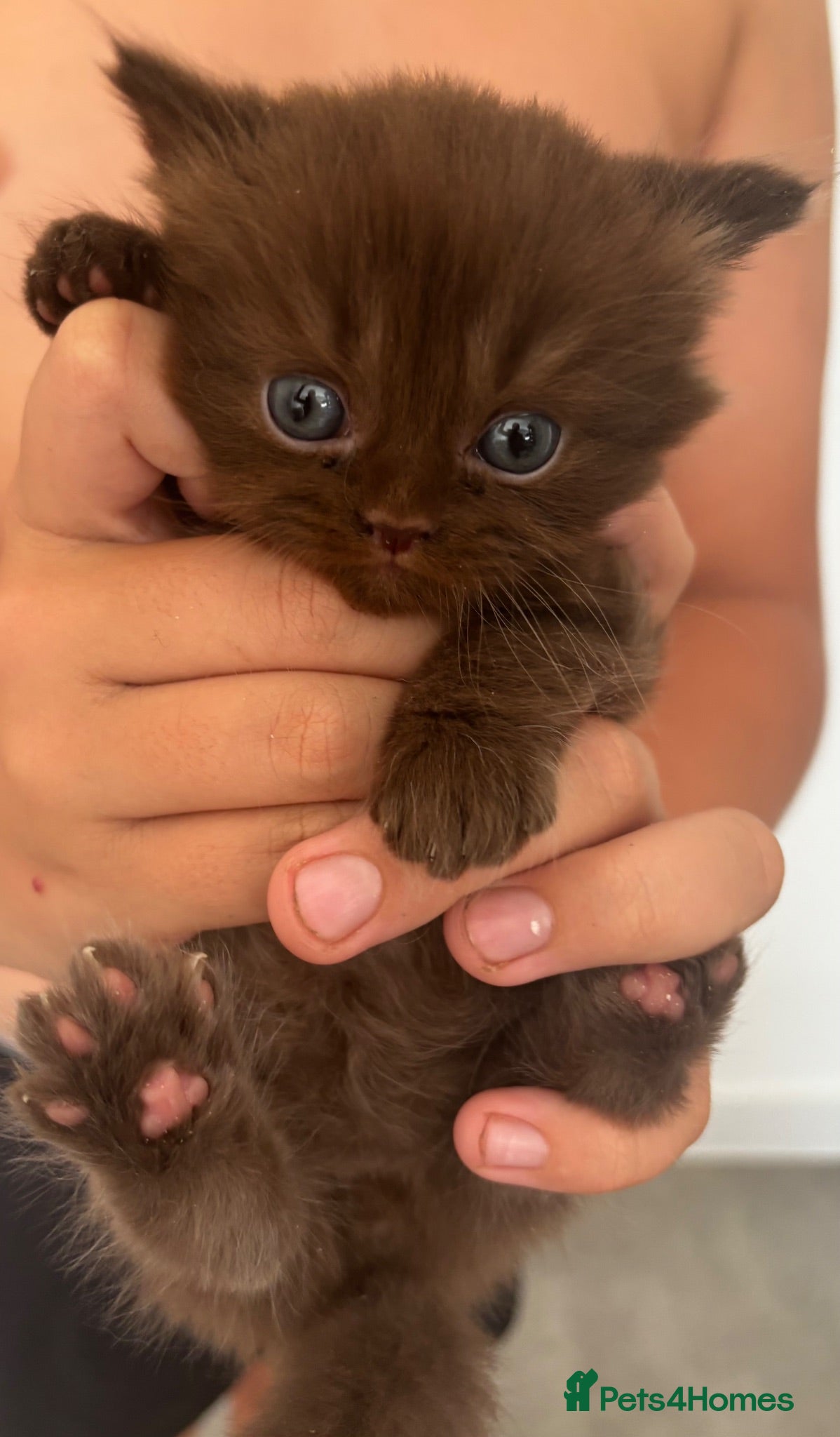 British Shorthair cats Chocolate/Lilac BSH and BLH Kittens - Advert 13