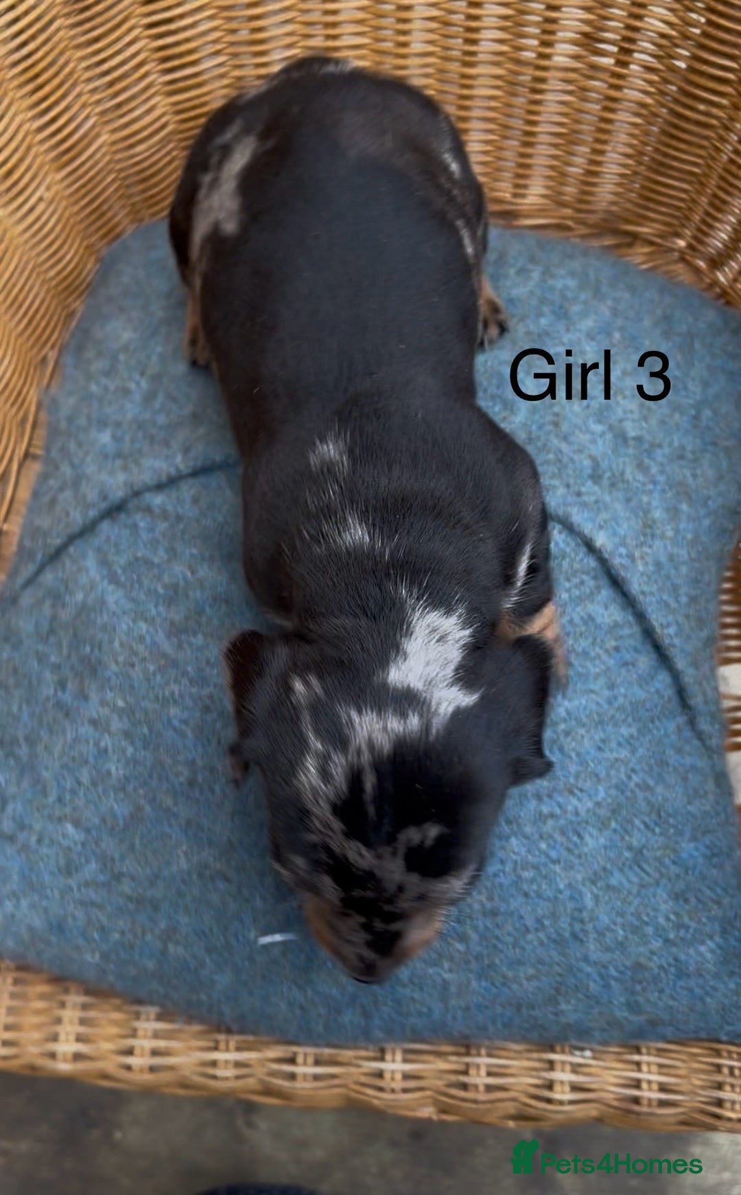 Dachshund dogs for sale: Gorgeous mini dachshund puppies!! - Image 9