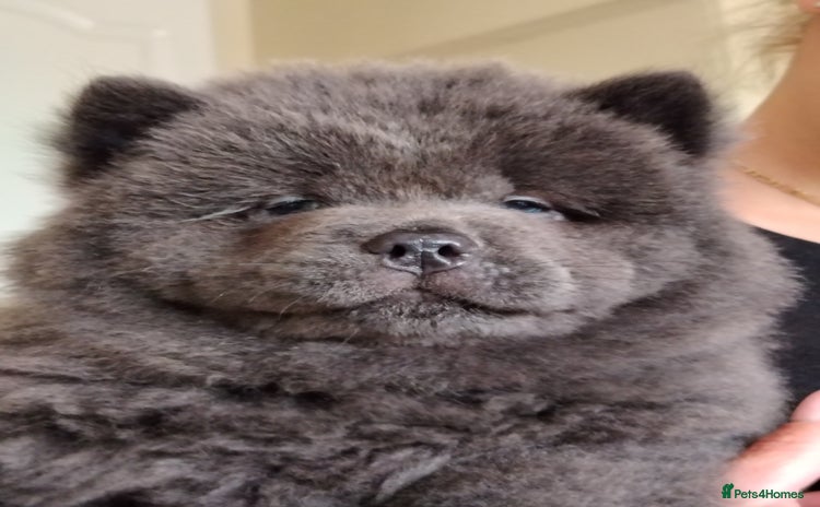 Chow Chow dogs - Advert 1