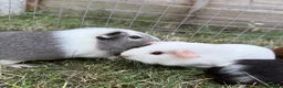 Guinea Pig rodents for sale: Gorgeous female baby guinea pigs! in Tamworth - Advert 3