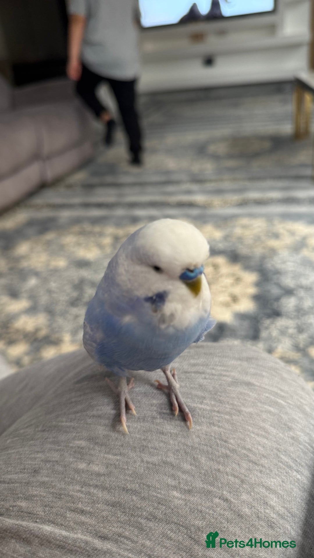 Budgerigars birds for sale: Four beautiful budgies🩵 comes with a cage - Advert 5