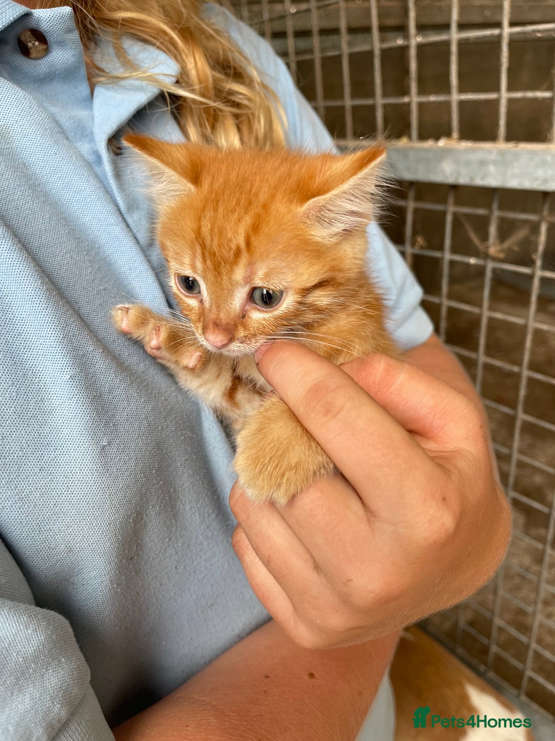 Mixed Breed cats for sale: Farm cats  - Image 3