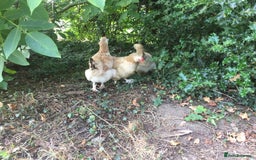 Chickens poultry for sale: Salmon Faverolle Hens - Image 4
