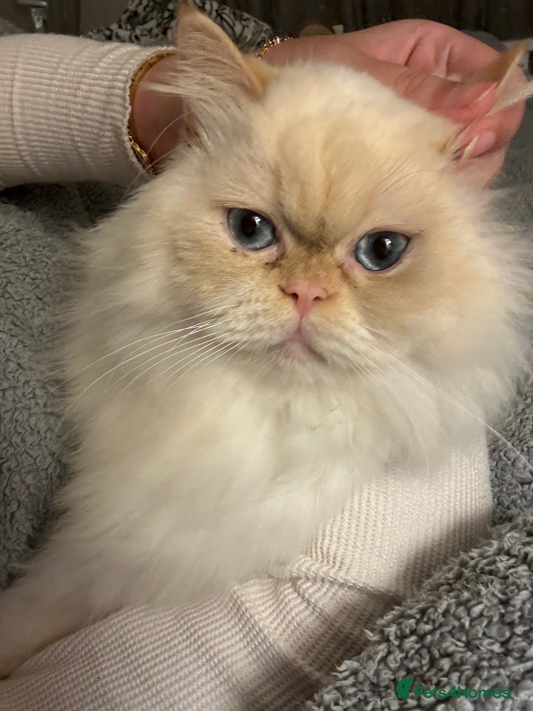 Persian cats for sale: White Persian Male  in Barnoldswick - Image 3