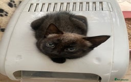 Mixed Breed cats for sale: Russian blu mix  - Image 6