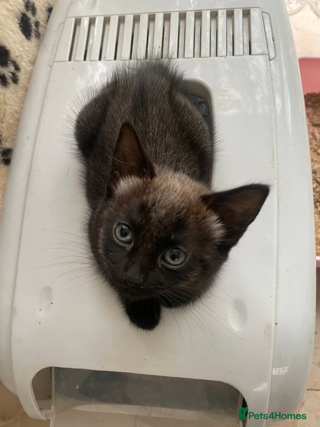 Mixed Breed cats for sale: Russian blu mix  - Image 6